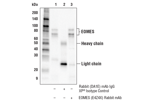 Immunoprecipitation Image 1: EOMES (E4Z4X) Rabbit mAb