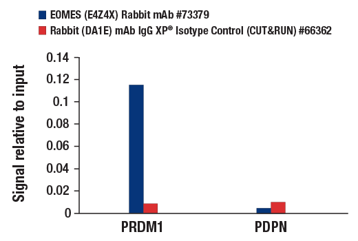 CUT and RUN Image 3: EOMES (E4Z4X) Rabbit mAb