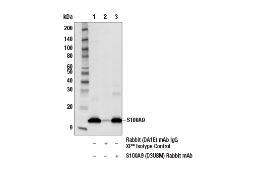 Immunoprecipitation Image 1: S100A9 (D3U8M) Rabbit mAb