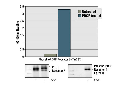  Image 1: PathScan® Phospho-PDGF Receptor β (Tyr751) Sandwich ELISA Kit