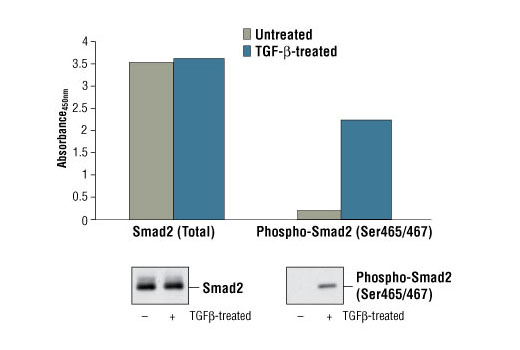  Image 2: PathScan® Phospho-Smad2 (Ser465/467) Sandwich ELISA Kit