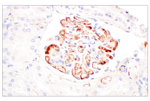 Immunohistochemistry Image 5: FGL1 (E7C1Q) XP® Rabbit mAb