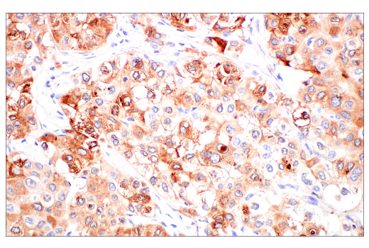 Immunohistochemistry Image 1: FGL1 (E7C1Q) XP® Rabbit mAb