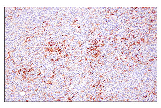 Immunohistochemistry Image 1: FcγRIV (E8I7C) Rabbit mAb