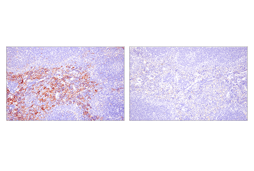 Immunohistochemistry Image 4: FcγRIV (E8I7C) Rabbit mAb