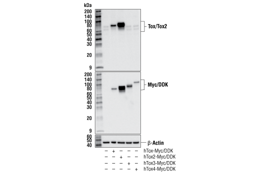  Image 17: Human Exhausted CD8+ T Cell IHC Antibody Sampler Kit