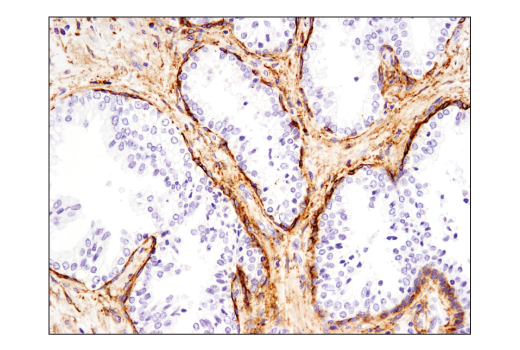 Immunohistochemistry Image 4: Podoplanin (LpMab-12) Mouse mAb (BSA and Azide Free)