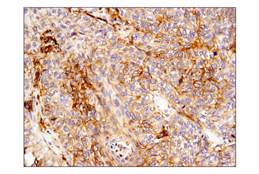 Immunohistochemistry Image 3: Podoplanin (LpMab-12) Mouse mAb (BSA and Azide Free)