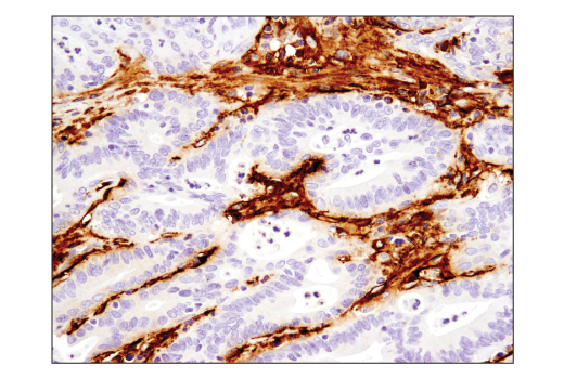 Immunohistochemistry Image 1: Podoplanin (LpMab-12) Mouse mAb (BSA and Azide Free)