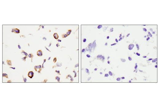 Immunohistochemistry Image 5: Podoplanin (LpMab-12) Mouse mAb (BSA and Azide Free)