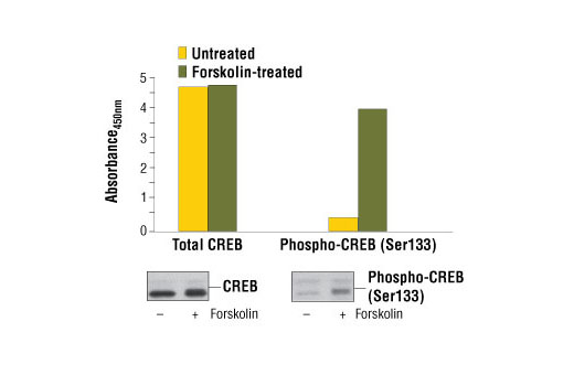  Image 1: PathScan® Total CREB Sandwich ELISA Kit