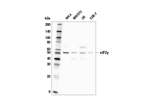 Western Blotting Image 1: eIF2γ Antibody
