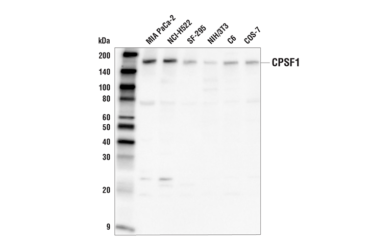 Western Blotting Image 1: CPSF1 Antibody