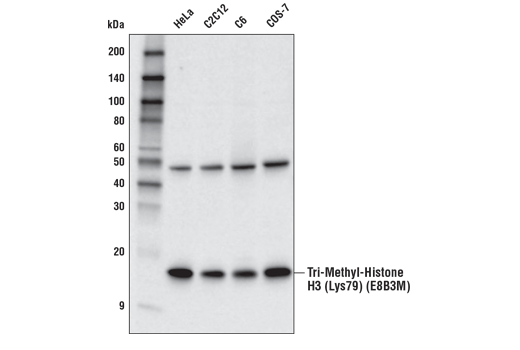 Western Blotting Image 1: Tri-Methyl-Histone H3 (Lys79) (E8B3M) Rabbit mAb