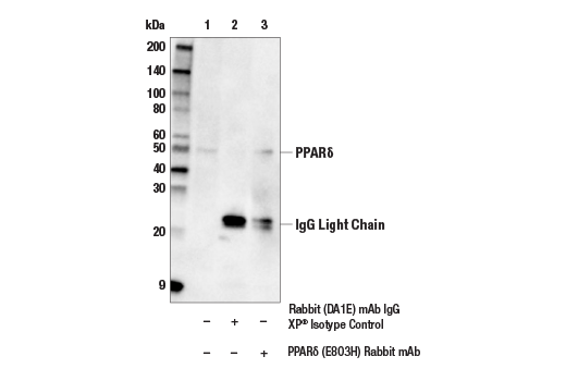 Immunoprecipitation Image 1: PPARδ (E8O3H) Rabbit mAb