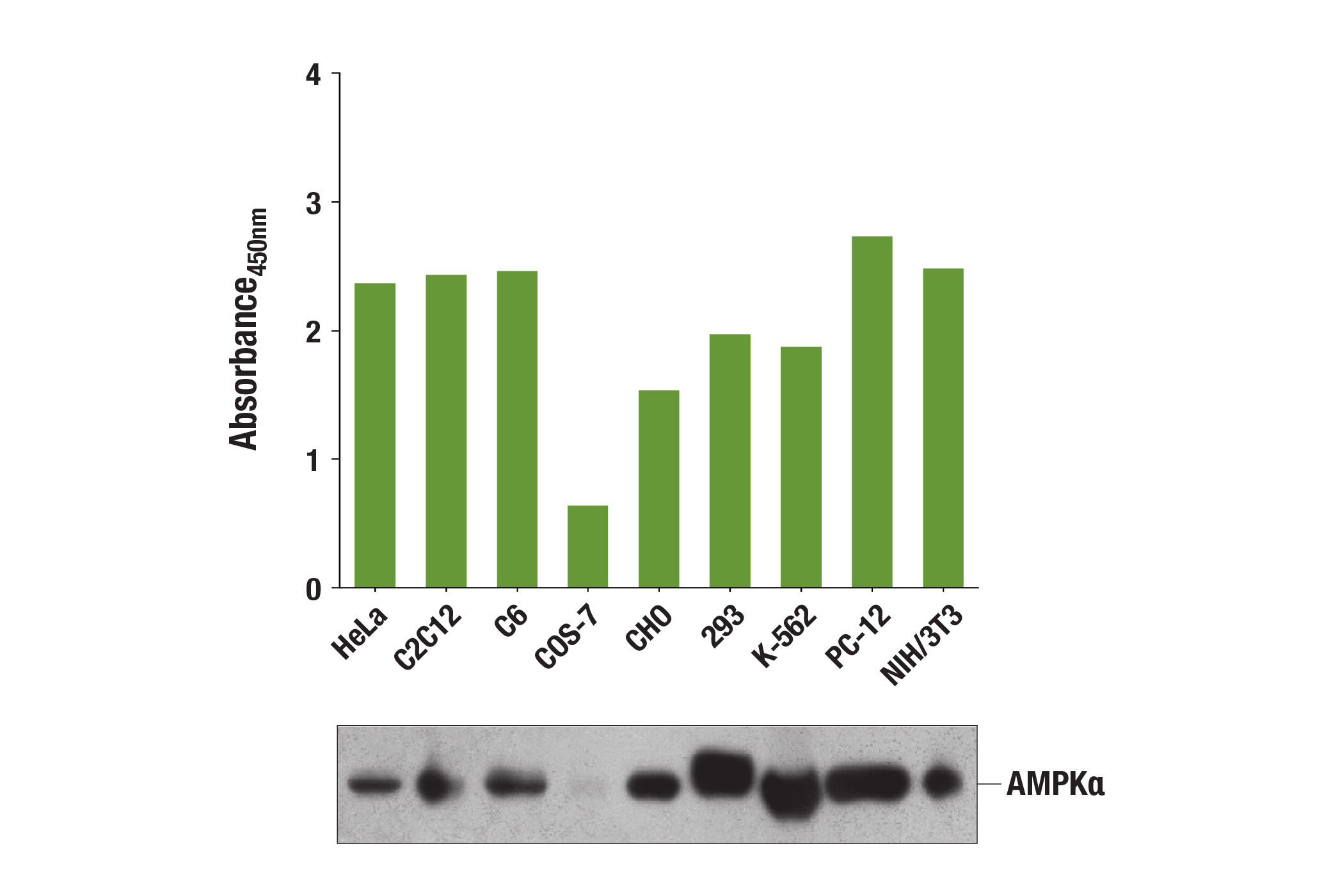  Image 1: Total AMPKα Matched Antibody Pair