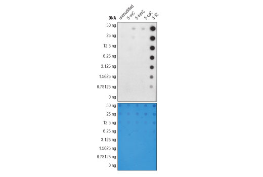  Image 9: DNA Cytosine Modification Antibody Sampler Kit