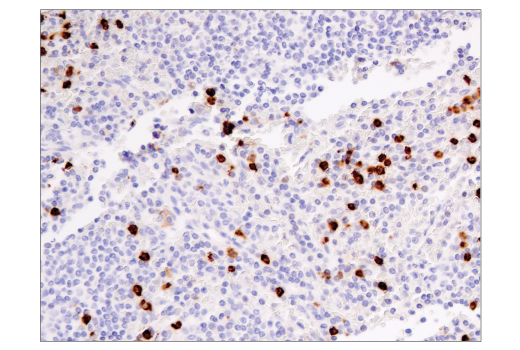 Immunohistochemistry Image 2: CD15/SSEA1 (MC480) Mouse mAb (BSA and Azide Free)
