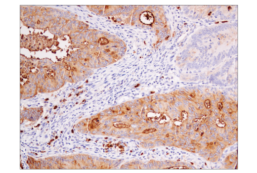 Immunohistochemistry Image 1: CD15/SSEA1 (MC480) Mouse mAb (BSA and Azide Free)
