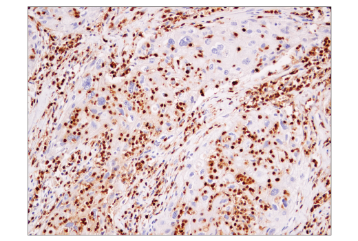 Immunohistochemistry Image 4: CD15/SSEA1 (MC480) Mouse mAb (BSA and Azide Free)