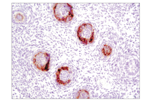 Immunohistochemistry Image 5: CD15/SSEA1 (MC480) Mouse mAb (BSA and Azide Free)