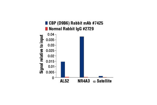 Chromatin Immunoprecipitation Image 3: CBP (D9B6) Rabbit mAb