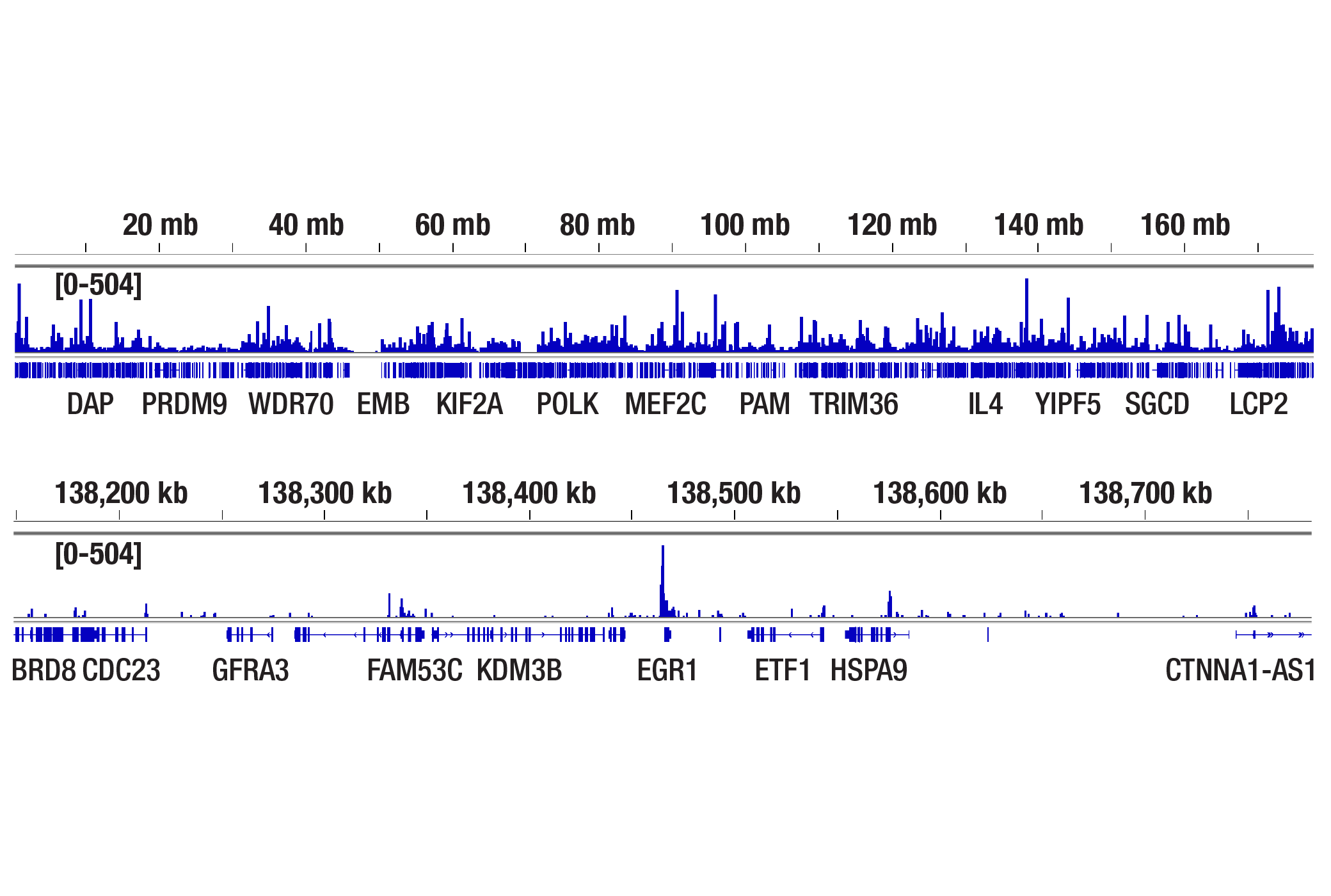 CUT and Tag Image 2: CBP (D9B6) Rabbit mAb