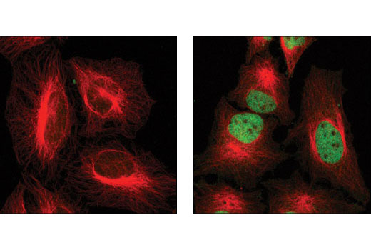 Immunofluorescence Image 1: Phospho-Stat3 (Tyr705) (M9C6) Mouse mAb (BSA and Azide Free)