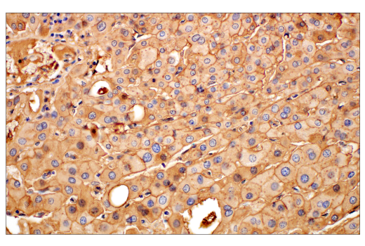 Immunohistochemistry Image 5: ApoE (pan) (E8C2U) Mouse mAb