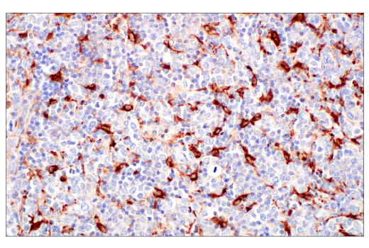 Immunohistochemistry Image 7: ApoE (pan) (E8C2U) Mouse mAb