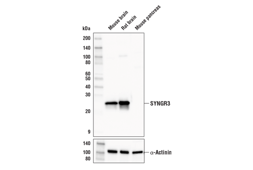 Western Blotting Image 1: SYNGR3 Antibody