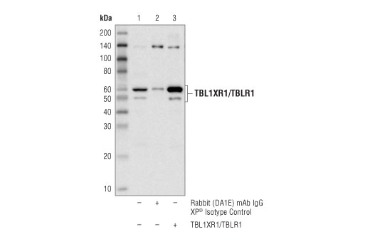 Immunoprecipitation Image 1: TBL1XR1/TBLR1 (D4J9C) Rabbit mAb