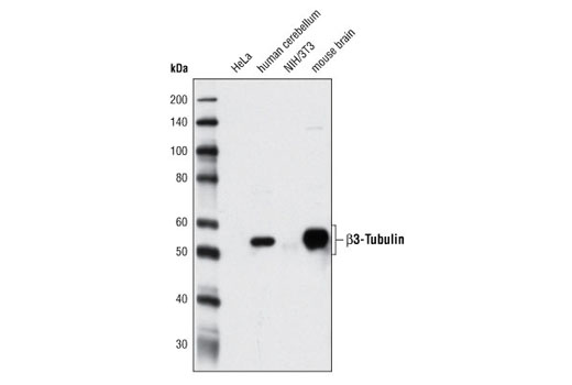 Western Blotting Image 1: β3-Tubulin (D71G9) XP® Rabbit mAb (BSA and Azide Free)