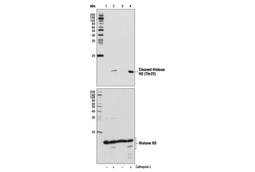 Western Blotting Image 1: Cleaved Histone H3 (Thr22) Antibody