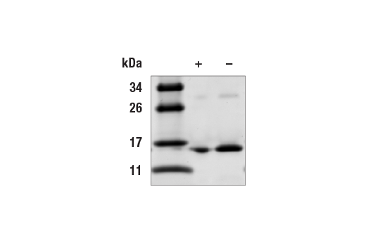  Image 2: Human IL-22 Recombinant Protein