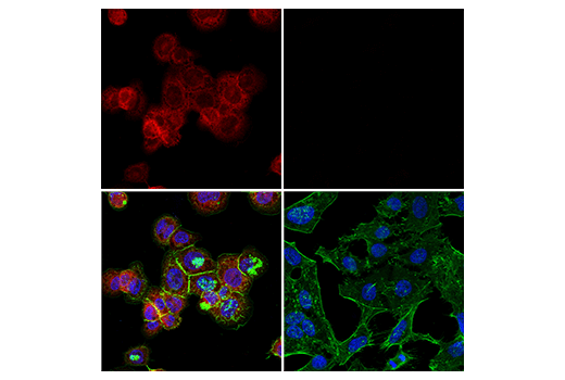 Immunofluorescence Image 1: IRF-5 (E7F9W) Rabbit mAb (Alexa Fluor® 647 Conjugate)