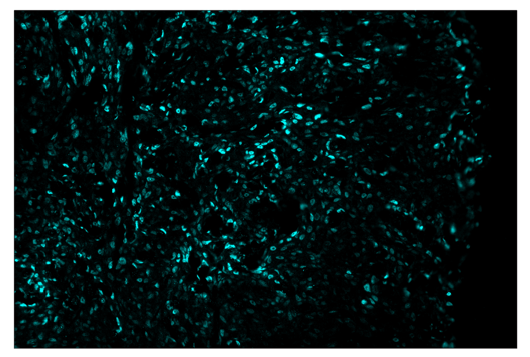 Immunohistochemistry Image 5: c-Fos (E2I7R) & CO-0131-594 SignalStar™ Oligo-Antibody Pair