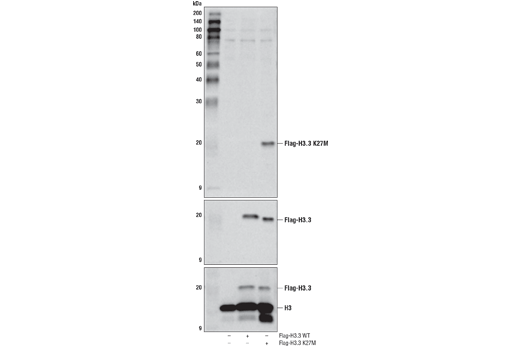 Western Blotting Image 1: Histone H3 (K27M Mutant Specific) (D3B5T) Rabbit mAb