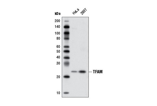 Western Blotting Image 1: TFAM Antibody