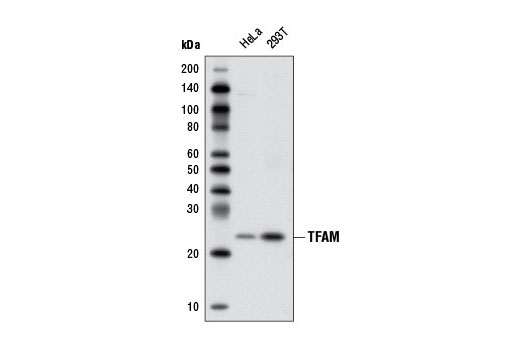 TFAM Antibody Cell Signaling Technology
