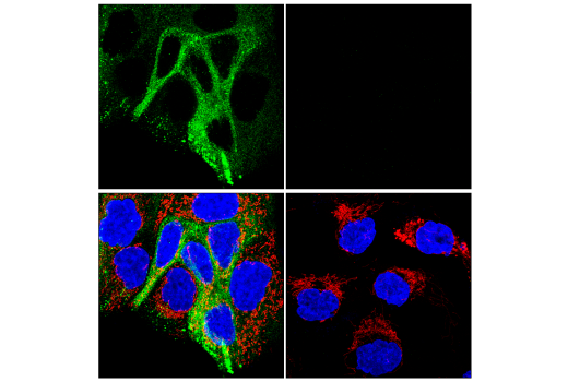Immunofluorescence Image 1: MUC5B (E4Y5Z) Rabbit mAb