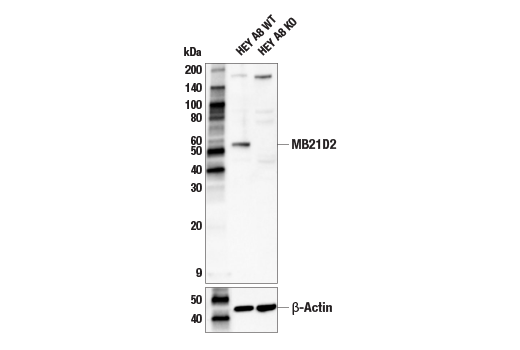 Western Blotting Image 2: MB21D2 Antibody