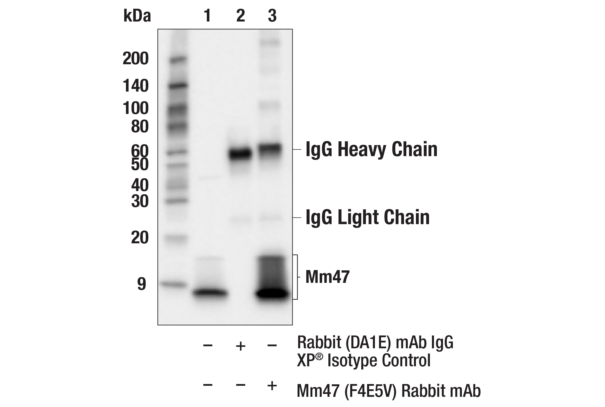 Immunoprecipitation Image 1: Mm47 (F4E5V) Rabbit mAb