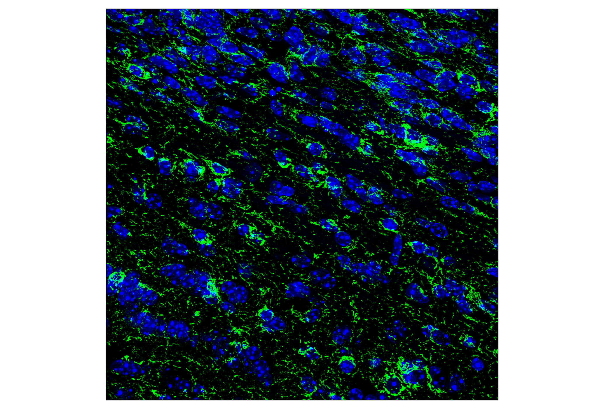 Immunofluorescence Image 1: Mm47 (F4E5V) Rabbit mAb