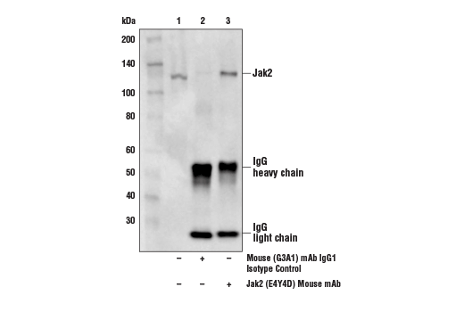 Immunoprecipitation Image 1: Jak2 (E4Y4D) Mouse mAb
