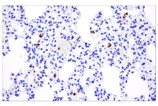 Immunohistochemistry Image 3: Ly-6G (E6Z1T) Rabbit mAb (BSA and Azide Free)