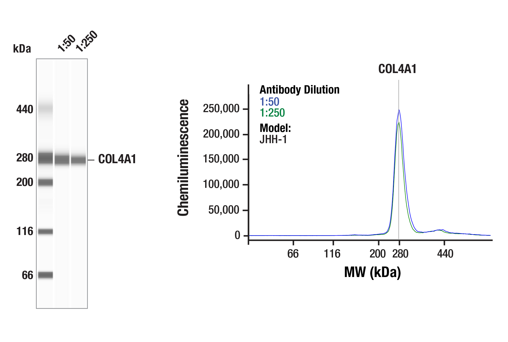 Western Blotting Image 1: COL4A1 (E5M6R) Rabbit Monoclonal Antibody