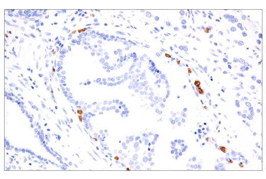 Immunohistochemistry Image 4: CD235a/Glycophorin A (JC159) Rabbit mAb
