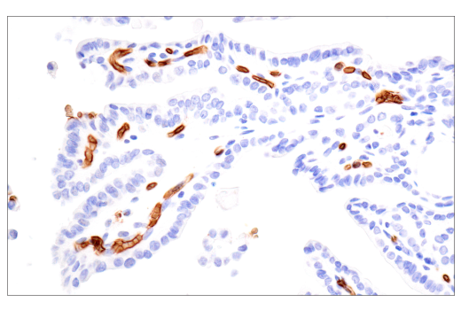Immunohistochemistry Image 6: CD235a/Glycophorin A (JC159) Rabbit mAb