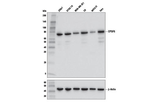 Western Blotting Image 1: CPSF6 Antibody